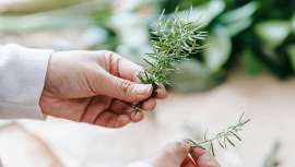 El extracto antioxidante de romero sin olor mejorado, es ideal para estabilizar productos cosméticos para pieles sensibles y estresadas, especialmente formulaciones sensibles a los olores