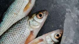 Se ha descubierto que las moléculas de los microbios intestinales del besugo inhiben enzimas relacionadas con la formación de manchas de la edad y arrugas