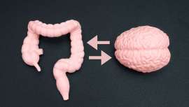 La microbiota intestinal puede modular la producción de la serotonina y el estado anímico