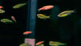 La Unión Europea (UE) está dando un paso más para eliminar progresivamente las pruebas en animales en la evaluación de peligros de productos químicos