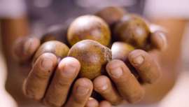 El gigante químico BASF se ha asociado con INOCAS, una empresa especializada en la promoción de un sistema silvopastoril innovador en Brasil, para desarrollar la producción de aceite de Macaúba a escala industrial