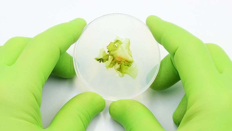 Nuevo activo cosmtico obtenido biotecnolgicamente a partir de microalgas