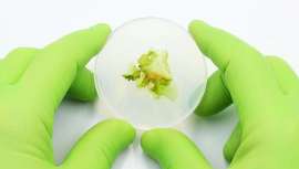 Las microalgas, ricas en compuestos bioactivos, se consolidan como una fuente natural clave en la cosmética, ofreciendo beneficios como protección UV, efecto antioxidante y propiedades antienvejecimiento