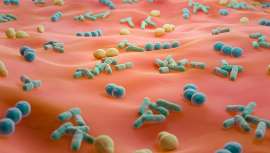 Las bacterias de la piel podrían convertirse en nuevas aliadas frente al sol. Un estudio revela que ciertos microorganismos cutáneos ayudan a modular la respuesta inmunitaria a los rayos UVB