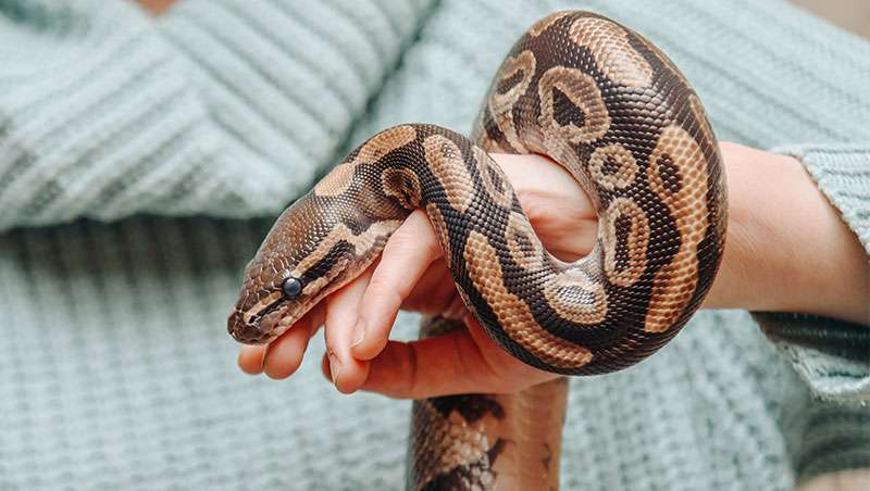 Abejas, serpientes y arañas: el nuevo bestiario cosmético