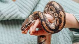 Abejas, serpientes y arañas: el nuevo bestiario cosmético