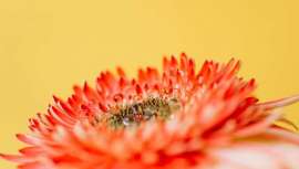 Oleosomas para el cabello: qué son y cómo actúan en la fibra capilar