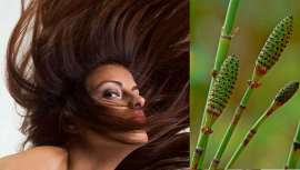 Entre sus múltiples propiedades terapéuticas, la Equisetum Arvense favorece el crecimiento del cabello y las uñas, que se vuelven más fuertes y de mejor calidad. Pero tiene otros muchos usos no menos importantes...
