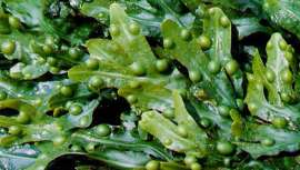 Utilizadas por el hombre desde hace siglos, las algas se encuentran aclimatadas a las más diversas situaciones ambientales. En el mundo de la estética se utilizan por sus propiedades hidratantes, antioxidantes y regeneradoras