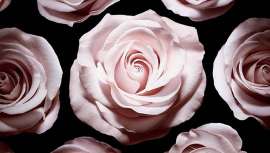 De gran poder regenerador y estimulante, la rosa se utiliza como principio activo en productos para pieles sensibles y delicadas por sus propiedades calmantes, ayudando también a hidratar, suavizar y alisar la piel