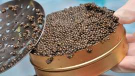 Utilizado en la antigüedad para baños terapéuticos, el caviar se usa actualmente como ingrediente cosmético de gran éxito. Entre sus propiedades destaca su efecto rejuvenecedor de la piel, obteniendo grandes resultados en tratamientos anticelulíticos