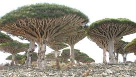 Aunque su uso se remonta a la antigüedad, la sangre de drago o draco está teniendo notoriedad como producto cosmético con propiedades regeneradoras, antiinflamatorias, y muy útil en el tratamiento de trastornos menstruales y menopáusicos