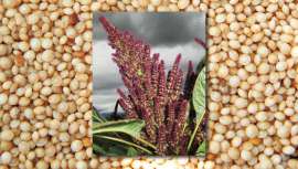 Hace más de 7.000 años los mayas la consideraban una planta sagrada. Las hojas y semillas de este pseudocereal contienen beneficiosas propiedades nutricionales para la salud cardiovascular