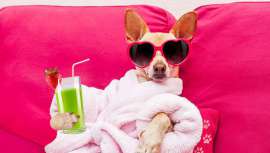 Los caninos van por las calles con diseños carísimos, se alojan en hoteles muy elegantes y hasta pueden llegar a pasar por una cirugía estética.