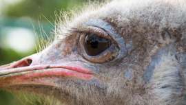 Es extraordinariamente fino y de fácil absorción por la piel, por eso es muy utilizado en cosmética y cuidados de la piel del ser humano.