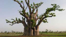 Desde la antigüedad se utiliza el baobab para usos cosméticos. Las proteínas, las vitaminas y minerales que se encuentran en la pulpa, en las hojas y en la semilla son un óptimo nutrimento para la epidermis, el cabello y las uñas