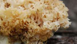 Desarrollado por la empresa coreana BioSpectrum, es altamente efectivo contra los daños de los rayos UV