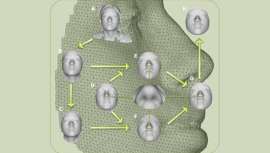 El equipo científico que lo ha diseñado asegura que puede predecir los rasgos de la cara a partir de ciertos genes