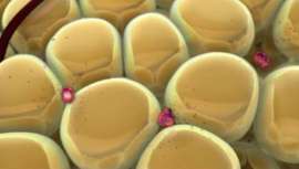 Un estudio biomolecular reciente, realizado en el Hospital Universitario Río Hortega (Valladolid), confirma que existe una causa interna de la cronificación de la obesidad. Según la investigación se puede luchar contra la obesidad de forma eficaz 