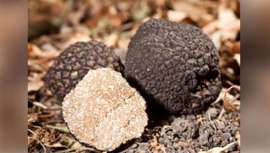 Las trufas son ricas en vitaminas del grupo B, por lo que destaca su importante efecto tensor. La esteticista Carmen Navarro presenta su línea de productos, Terrapura, a base de este ingrediente, así como un protocolo en cabina 