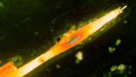 El salón Monterroso (Madrid) ha sido elegido por el laboratorio Evolution & Sciences Cosmetiques (París) para implementar su método de estudio con microscopio de lente polarizada. Una metodología necesaria porque no hay dos cabellos iguales