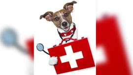 Según investigadores italianos, se les puede adiestrar para que detecten, mediante el olor, el cáncer de próstata en la orina humana con una precisión casi total 