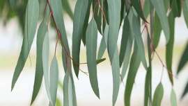 La investigación, a cargo de una ingeniera química de la Universidad de Cantabria (UC), transforma dichos residuos, sobre todo hojas de eucalipto, en productos de valor añadido de uso en cosmética y en sector farmacéutico 