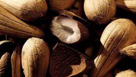 Las grandes empresas, como LOréal y Natura, utilizan este componente para sus productos, del que viven muchos recolectores locales