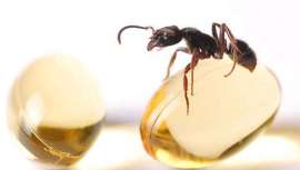 Hace unos años nos dejaron atónitos los cosméticos a base de veneno de serpiente y baba de caracol. Desde hace algún tiempo, algunos salones de belleza ofrecen tratamientos faciales y corporales, algo repulsivos pero bastante efectivos