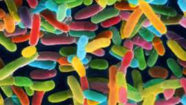 Hace unos años llegó una noticia que quizá para muchos habrá pasado inadvertida: el descubrimiento del microbioma. El complejo ecosistema de microorganismos que habita en nuestro cuerpo, según la directora de Alice Communications, Marie Alice