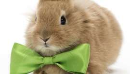 Aunque parezca una excentricidad, el primer spa del mundo para conejos llegará a la capital británica muy pronto, de mano de la marca de cosméticos vegetales 7th Heaven