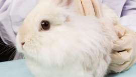 El país asiático ha conseguido, tras sumarse a la exitosa campaña #BeCrueltyFree, que el fin de la experimentación de productos para la industria estética llegue al Parlamento