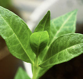 planta arbusto de la Henna