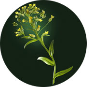 Absolue Kératine, de René Furterer