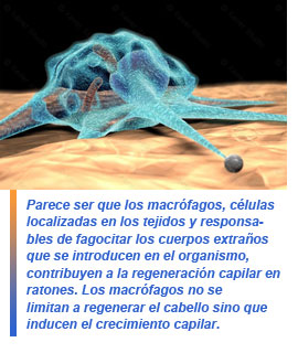 macrófagos y regeneración capilar