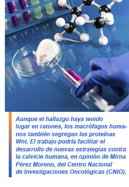 macrófagos y regeneración capilar