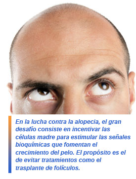 macrófagos y regeneración capilar