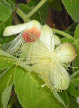 pulpa del árbol pequí