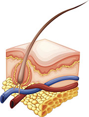 estructura del cabello