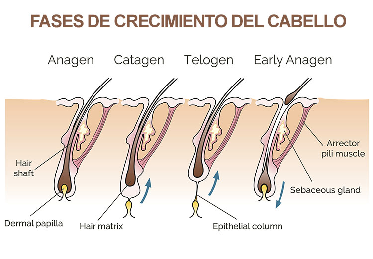 fases de crecimiento del cabello