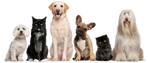 perros y canes que van a ir a la peluquería